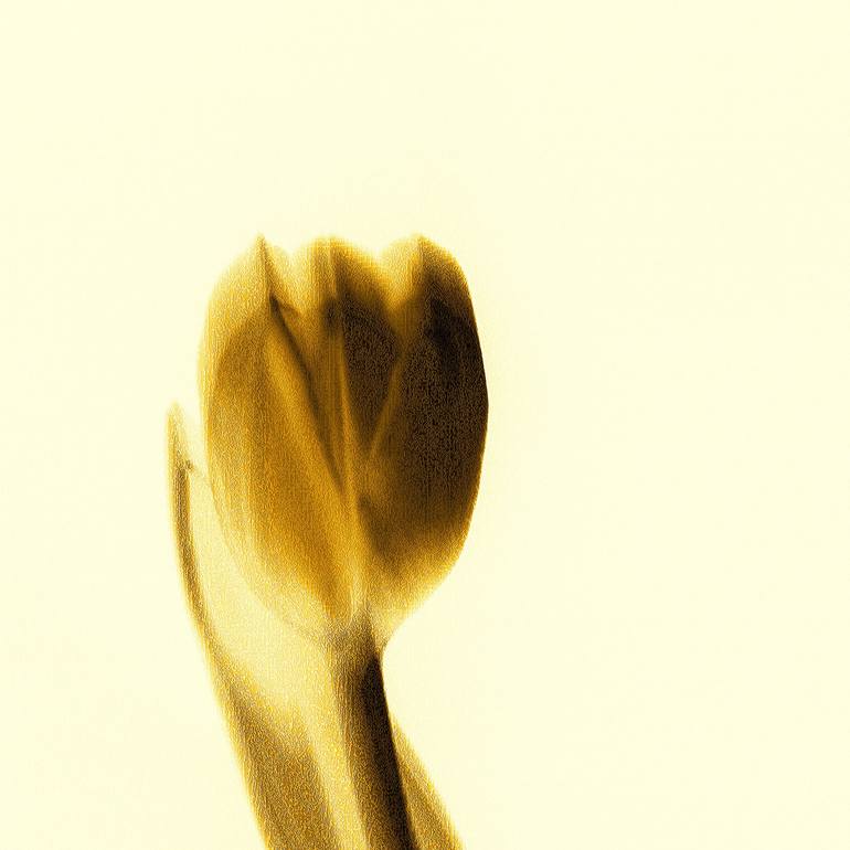 Original Minimalism Floral Photography by Panos Pliassas