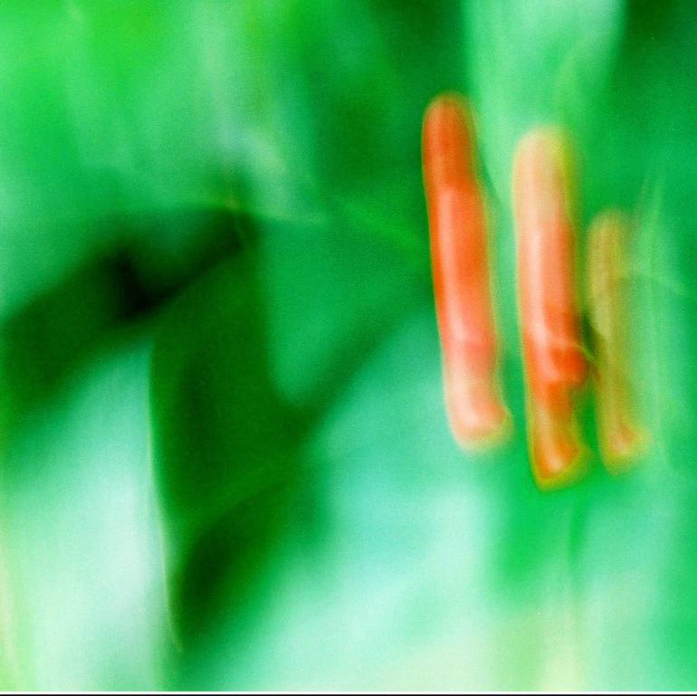 Original Abstract Expressionism Nature Photography by Panos Pliassas