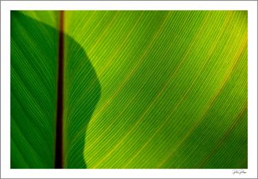 Detail of a Leaf  - 4551 - Limited Edition of 30 thumb