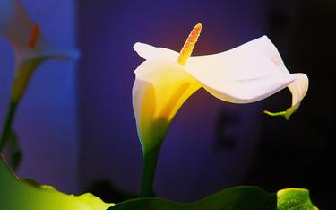 Original Expressionism Botanic Photography by Panos Pliassas