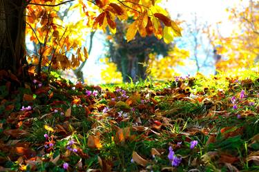 Print of Botanic Photography by Panos Pliassas