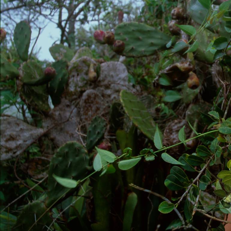 Original Conceptual Nature Photography by Marcus Luconi