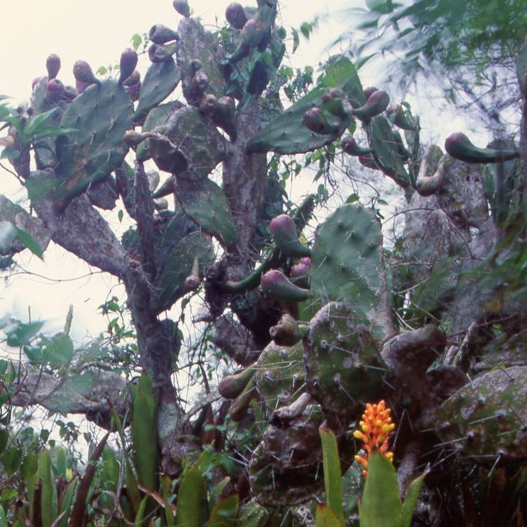 Original Portraiture Nature Photography by Marcus Luconi