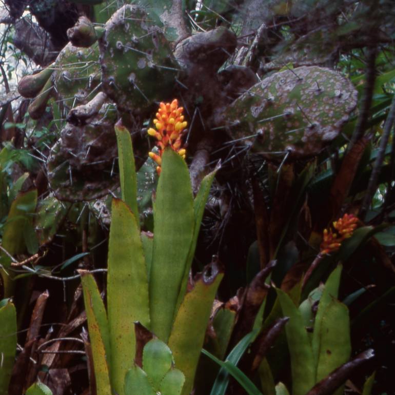 Original Portraiture Nature Photography by Marcus Luconi