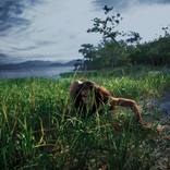 Mysterious Creature by Marcus Luconi