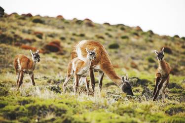 Guanacos Puppies expect the Mother To Eat thumb