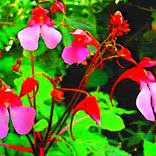 Impatient About Impatiens (Limited Edition 1 of 50) by Brian Joseph
