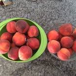 Peaches 1/10 by Lauren Lanster