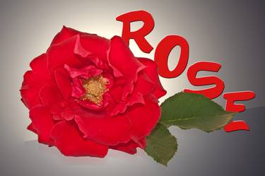 Red Rose for Rose thumb