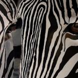 Collection Gifts For Animal Lovers