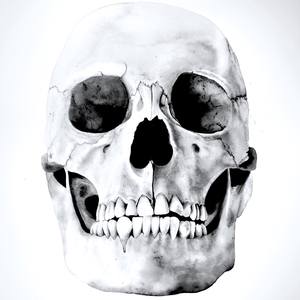 Collection Skull & Bones