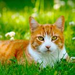 This is an orange cat - Limited Edition of 100 by Lia Perrigo