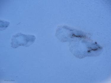 Bigfoot footprints in snow thumb