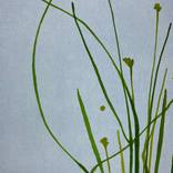 Roadside greens by Choin Lim