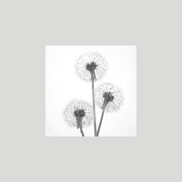 Print of Fine Art Floral Photography by Adam Holtzman