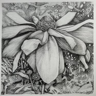 Original Abstract Floral Drawings by Laura Williams