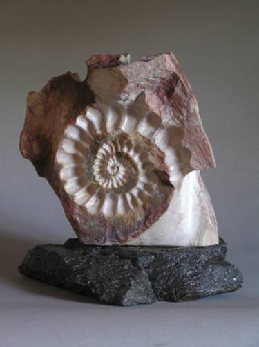 Ammonite thumb