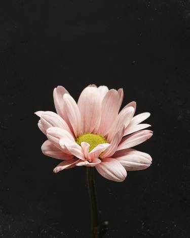 Original Floral Photography by Mercedes Fittipaldi