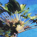 Florida's Palm Tree by John Lautermilch