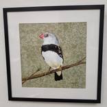 Diamond Firetail Finch - Bird Series by Joseph Borzotta