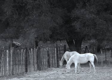 Original Conceptual Horse Photography by Dana Levine