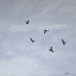 Black Cockatoos With Mauve Sky by Barry Johnson
