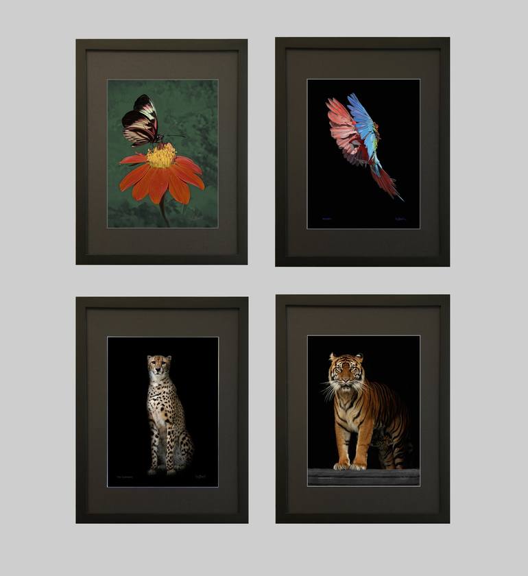 Original Fine Art Cats Photography by Oscar Manuel Vargas
