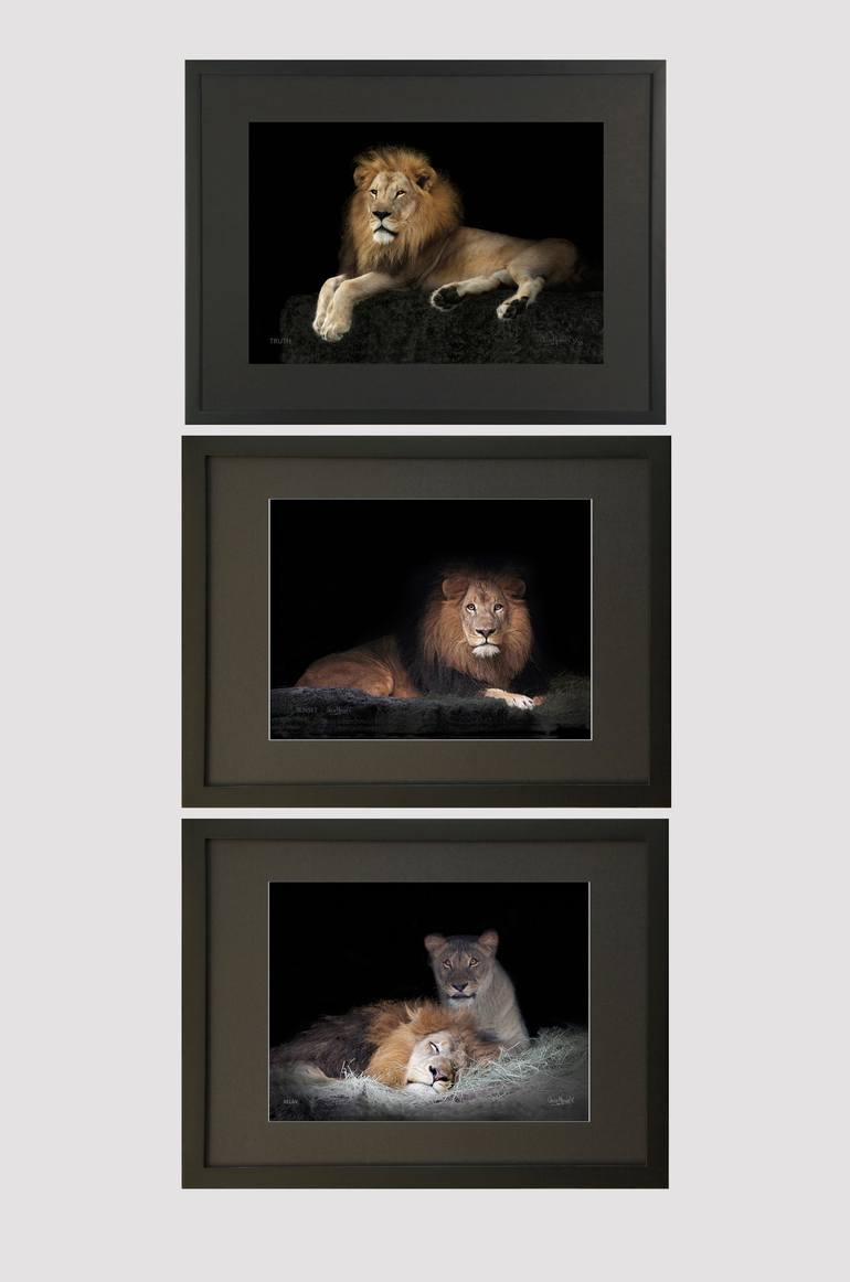 Original Fine Art Cats Photography by Oscar Manuel Vargas
