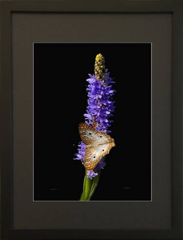 Rebird 2. Framed Print 9 x 12 inch. Limited Edition 1 of 30. thumb