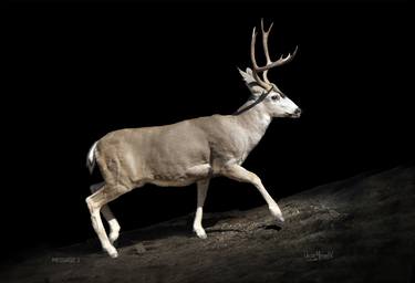 Original Figurative Animal Photography by Oscar Manuel Vargas