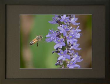 NATURE 1. Framed Print 9 x 12 inch. Limited Edition 1 of 30. thumb