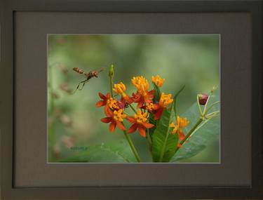 NATURE 2. Framed Print 9 x 12 inch. Limited Edition 1 of 30. thumb