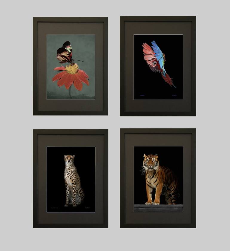 Original Cats Photography by Oscar Manuel Vargas