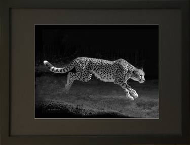 Original Animal Photography by Oscar Manuel Vargas