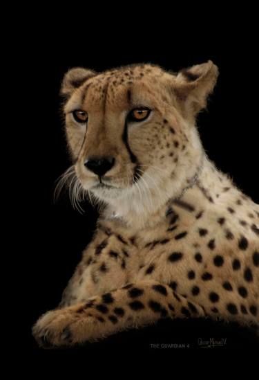 Original Documentary Cats Photography by Oscar Manuel Vargas