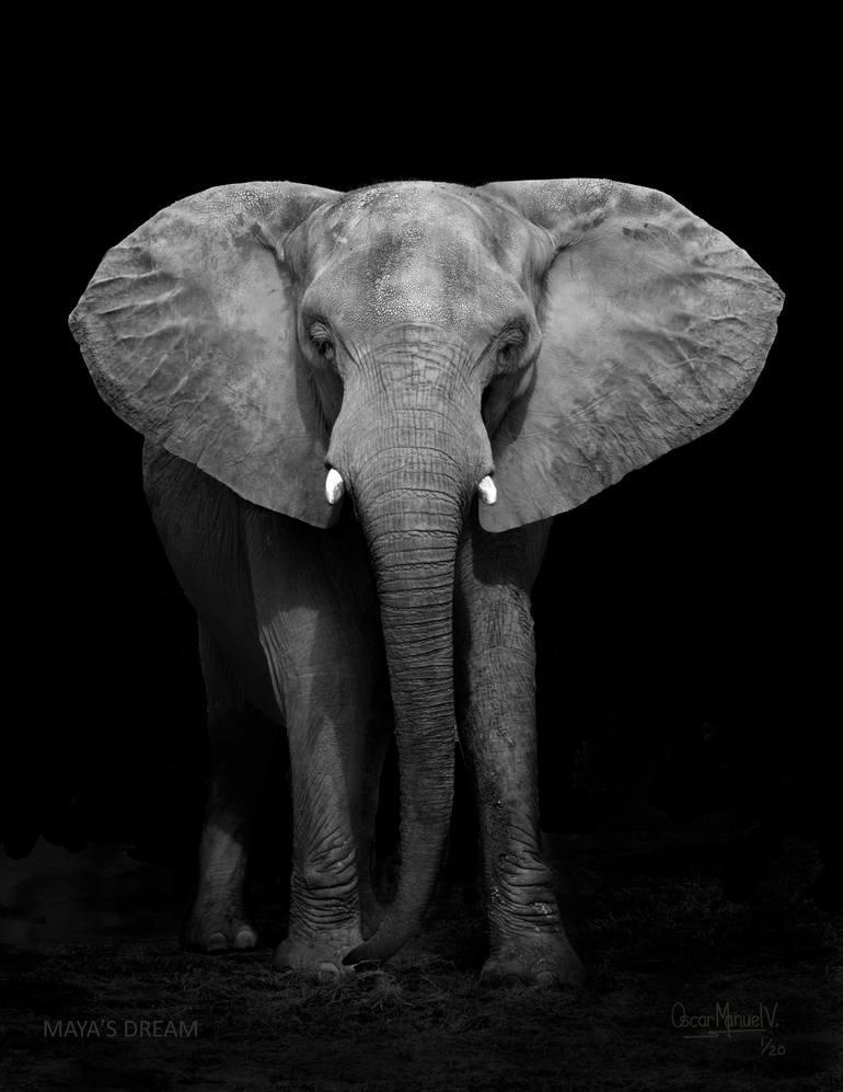 Original Documentary Animal Photography by Oscar Manuel Vargas