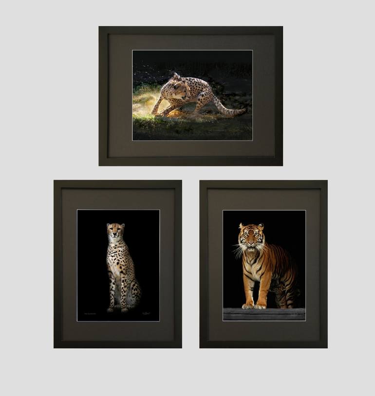 Original Fine Art Cats Photography by Oscar Manuel Vargas