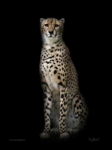 Original Fine Art Cats Photography by Oscar Manuel Vargas