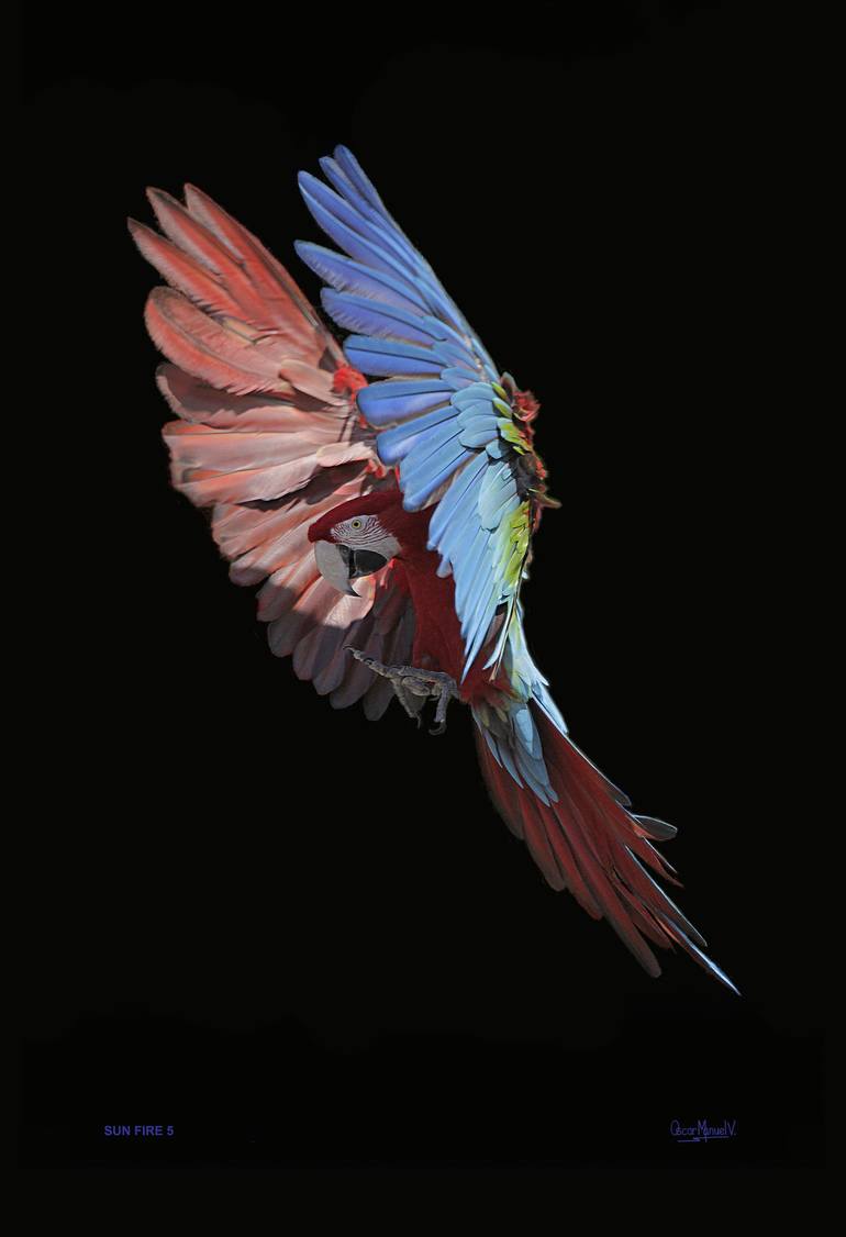 Original Animal Photography by Oscar Manuel Vargas | Documentary Art on Paper | SUN FIRE 5, 19 X 13 inch, Print - Limited Edition of 30
