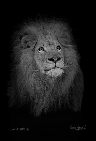 Original Figurative Cats Photography by Oscar Manuel Vargas