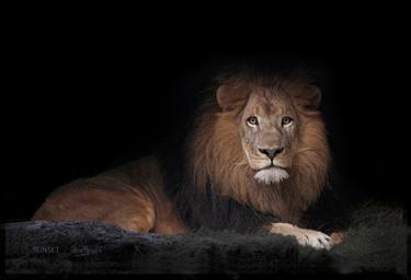 Original Fine Art Cats Photography by Oscar Manuel Vargas