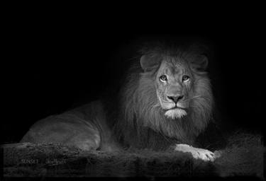 Original Documentary Cats Photography by Oscar Manuel Vargas