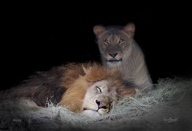 Original Documentary Cats Photography by Oscar Manuel Vargas