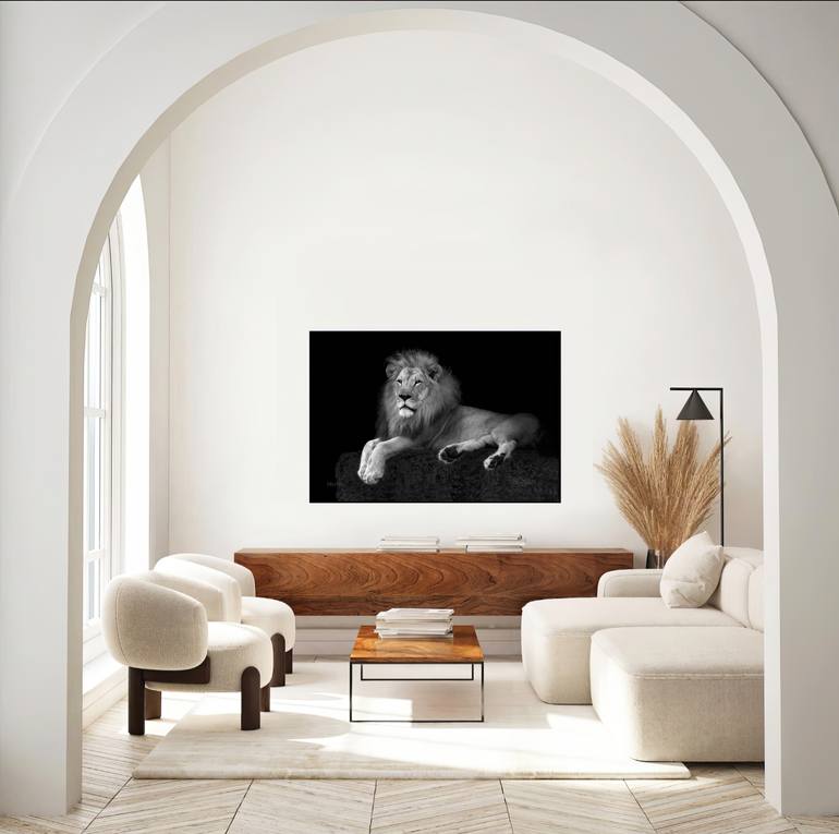 Original Documentary Cats Photography by Oscar Manuel Vargas