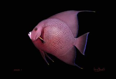 Print of Fish Photography by Oscar Manuel Vargas