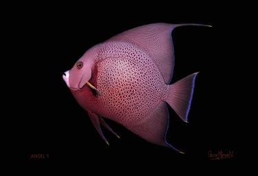 Original Documentary Fish Photography by Oscar Manuel Vargas