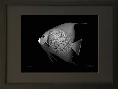 Original Figurative Fish Photography by Oscar Manuel Vargas