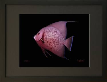 Original Documentary Fish Photography by Oscar Manuel Vargas