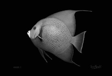 Print of Documentary Fish Photography by Oscar Manuel Vargas