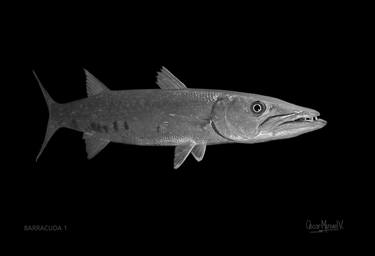 Print of Figurative Fish Photography by Oscar Manuel Vargas